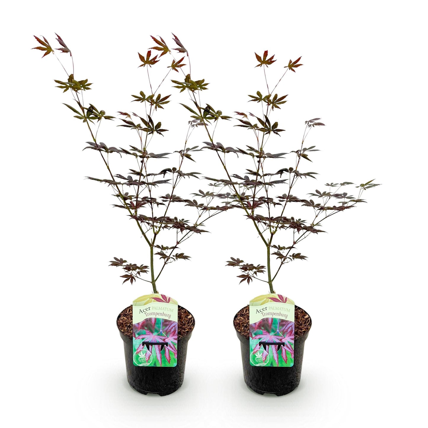 Japanse Esdoorn - Acer palmatum Trompenburg -Donker Paars - 2 Planten - Bladverliezend - Pot 19cm Hoogte 70cm