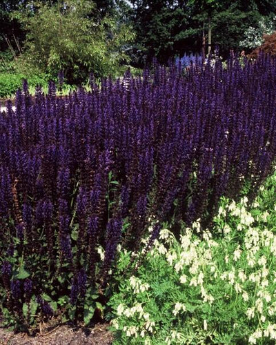 Salvia nemorosa 'Mainacht' | Buitenplant - Planttoday