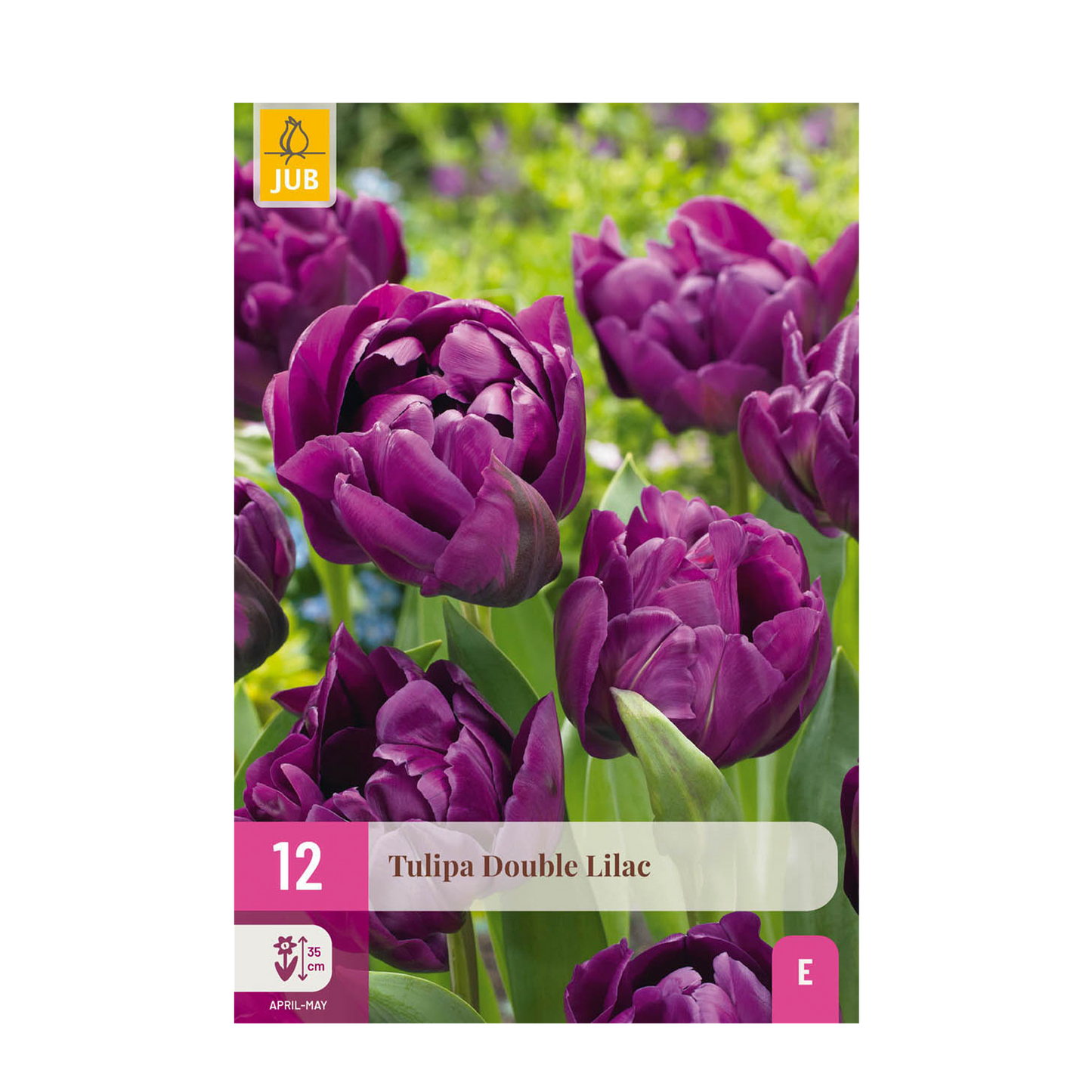 Tulipa 'Double Lilac' Buitenplant | Tulp Paars