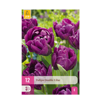 Tulipa 'Double Lilac' Buitenplant | Tulp Paars