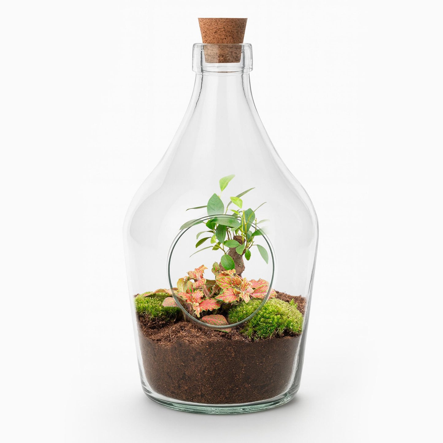 Open terrarium met bonsai en fittonia voor interieur