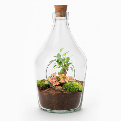 Open terrarium met bonsai en fittonia voor interieur