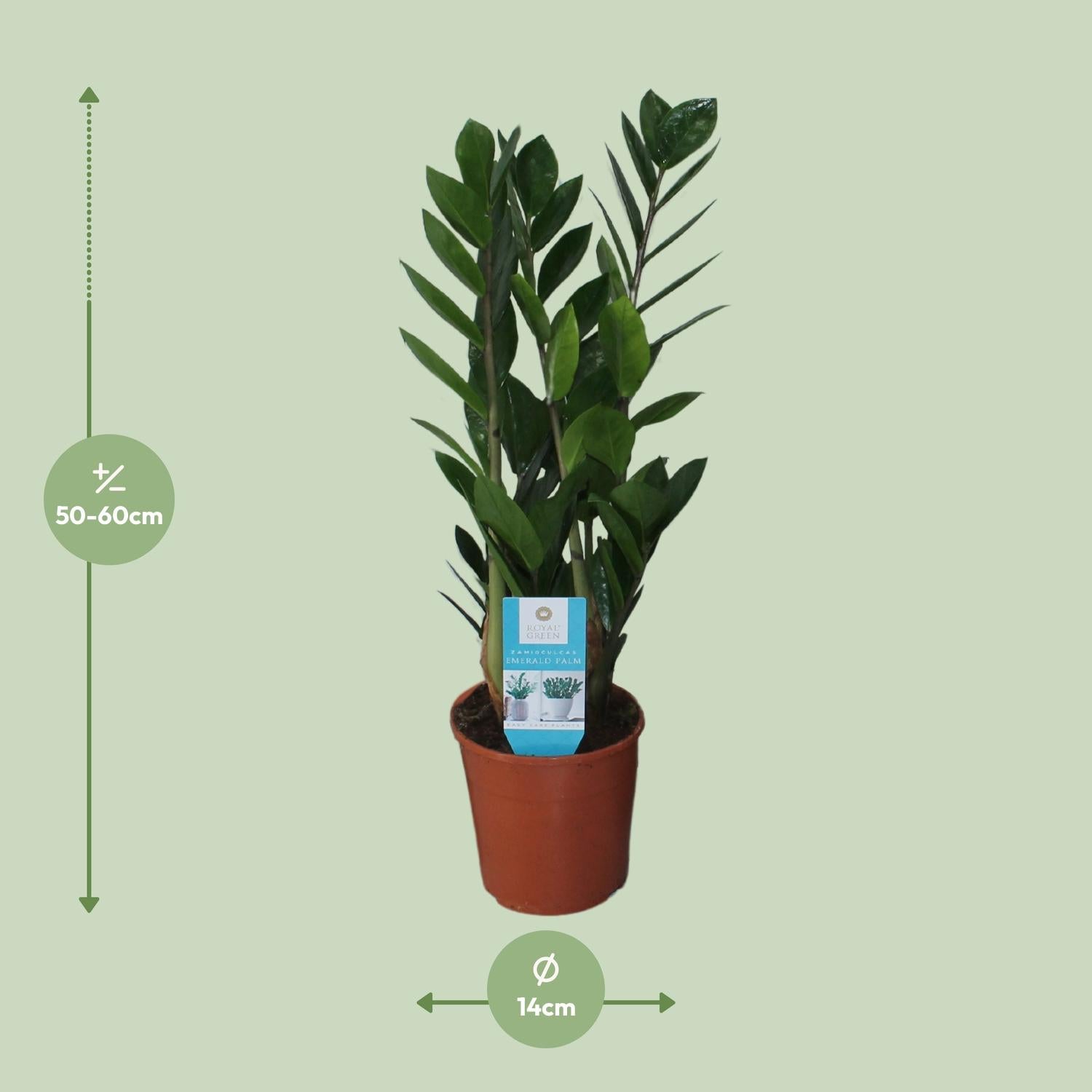 Glanzende bladeren van Zamioculcas Zamiifolia – Sterke kamerplant

