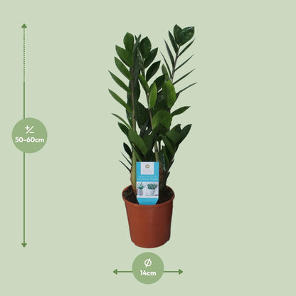 Glanzende bladeren van Zamioculcas Zamiifolia – Sterke kamerplant


