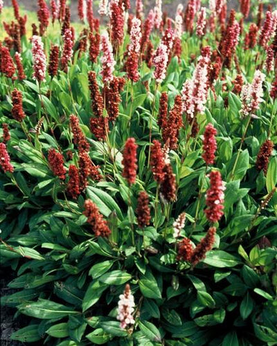 Persicaria aff. ‘Darjeeling Red’ Buitenplant | Persicaria - Planttoday