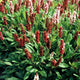 Persicaria aff. ‘Darjeeling Red’ Buitenplant | Persicaria | Tuinplant