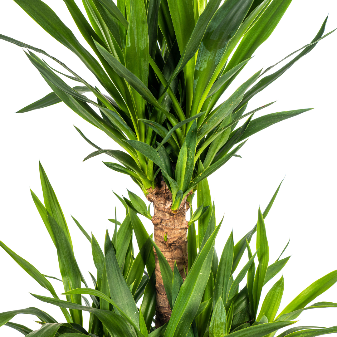 Yucca Elephantipes – kamerplant met stevige stelen en lange donkergroene zwaardvormige bladeren – hoogte 90–110cm