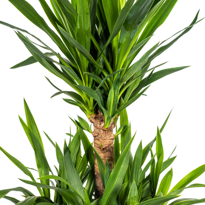 Yucca Elephantipes – kamerplant met stevige stelen en lange donkergroene zwaardvormige bladeren – hoogte 90–110cm