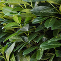 8 x Hedge plants | Prunus laurocerasus Novita