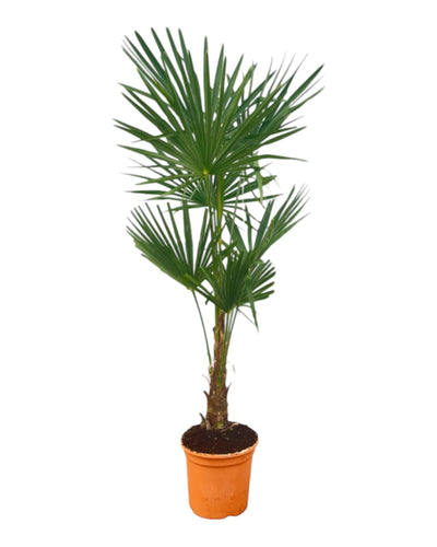 rachycarpus Fortuneii - 120-160cm - Ø27. Bij Planttoday