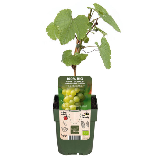 Witte druif Vitis vinifera ‘Johanniter’ – biologisch gekweekt – Pot Ø13cm – Hoogte ca. 45cm – Sterke druivenplant voor tuin, pergola of terras