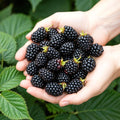 3 x Fruitplanten | Doornloze Braam | Rubus Thornfree | Zwarte Braam