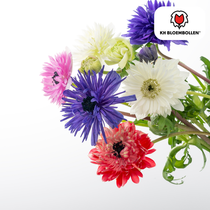 Dubbele Anemonen in gemengde kleuren bloeiend in de tuin