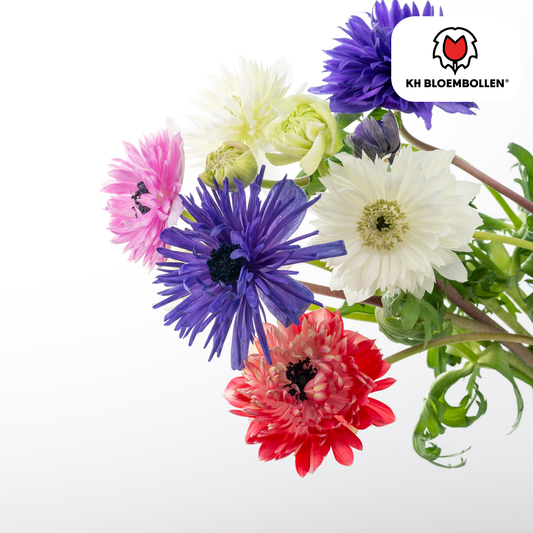 Dubbele Anemonen in gemengde kleuren bloeiend in de tuin