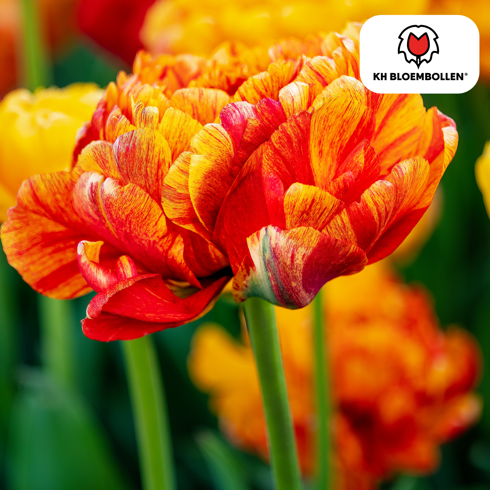 Tulpenbollen Gudoshnik Double – geel oranje rood dubbelbloemig – 20 stuks
