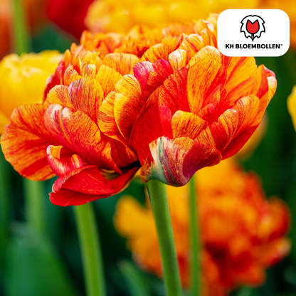Tulpenbollen Gudoshnik Double – geel oranje rood dubbelbloemig – 20 stuks