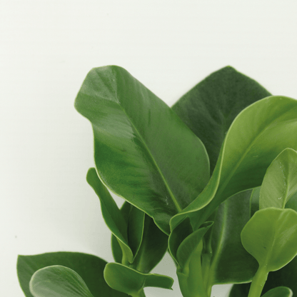 Clusia Princess (Handtekeningboom)