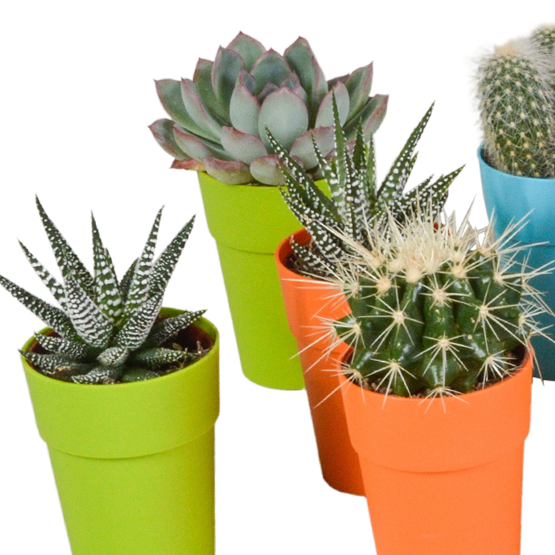 Mix van 15 cactussen en vetplanten in gekleurde plasticpotten – variatie in vorm, hoogte en kleur.