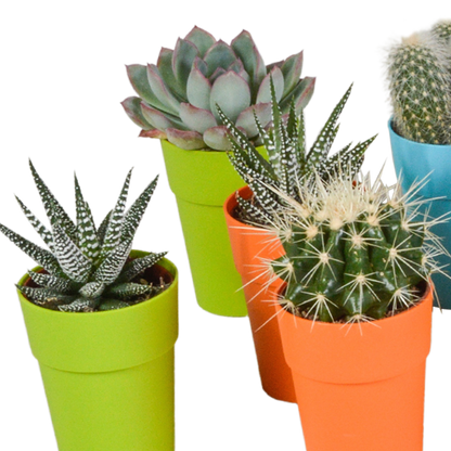 Mix van 15 cactussen en vetplanten in gekleurde plasticpotten – variatie in vorm, hoogte en kleur.