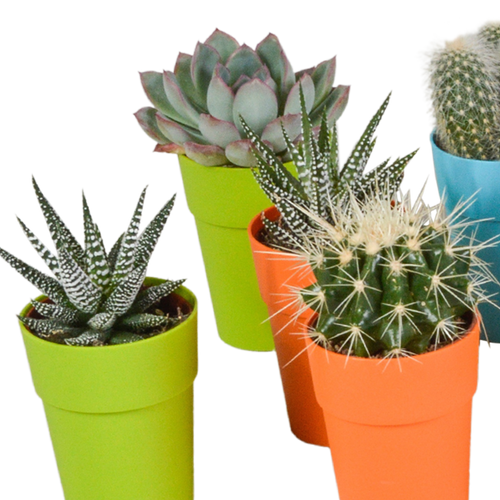 Mix van 15 cactussen en vetplanten in gekleurde plasticpotten – variatie in vorm, hoogte en kleur.