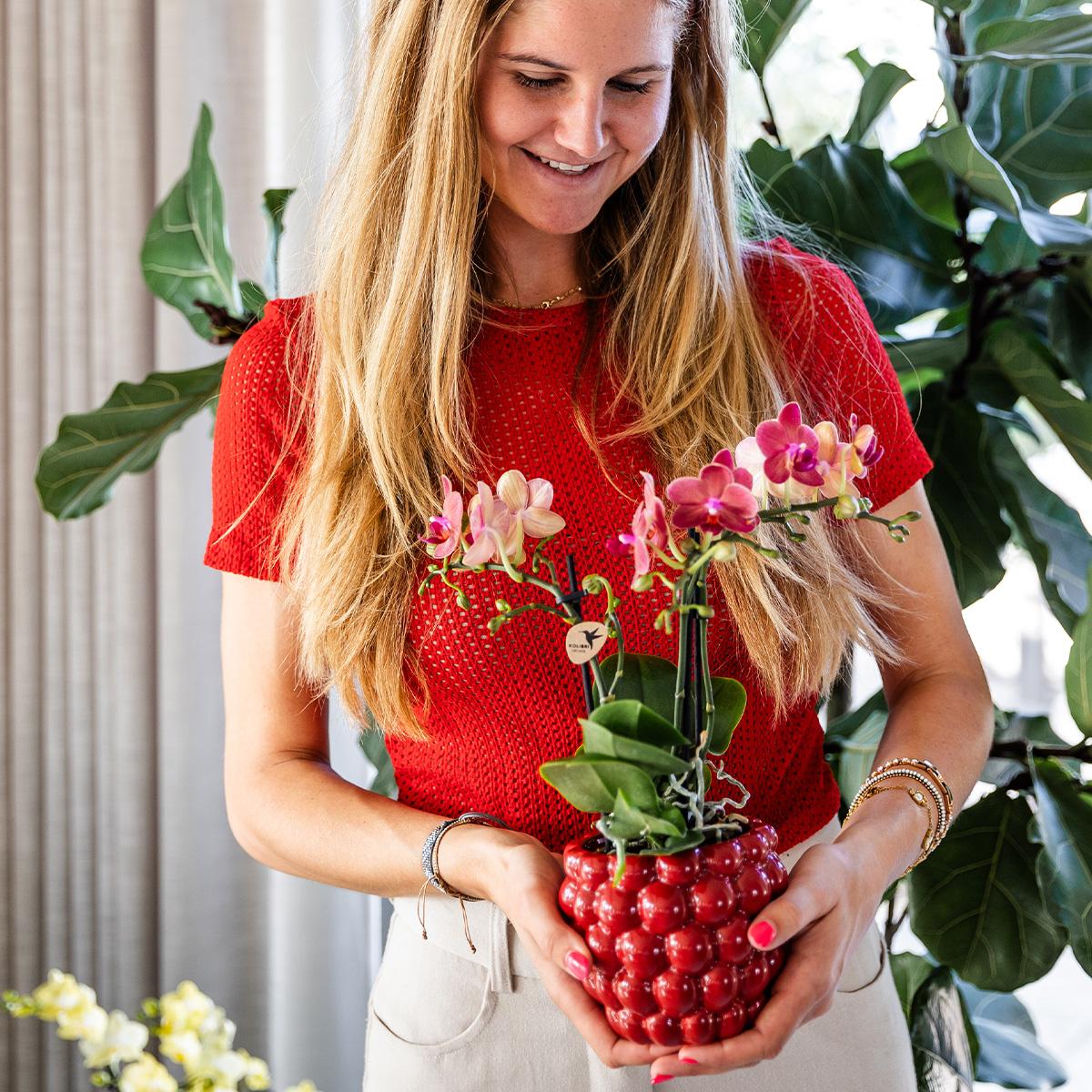Kolibri Orchids | Rode Phalaenopsis orchidee – Congo + Berry sierpot
