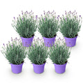 Paarse lavendel tuinplant met geurige bloemen voor zonnige tuin
