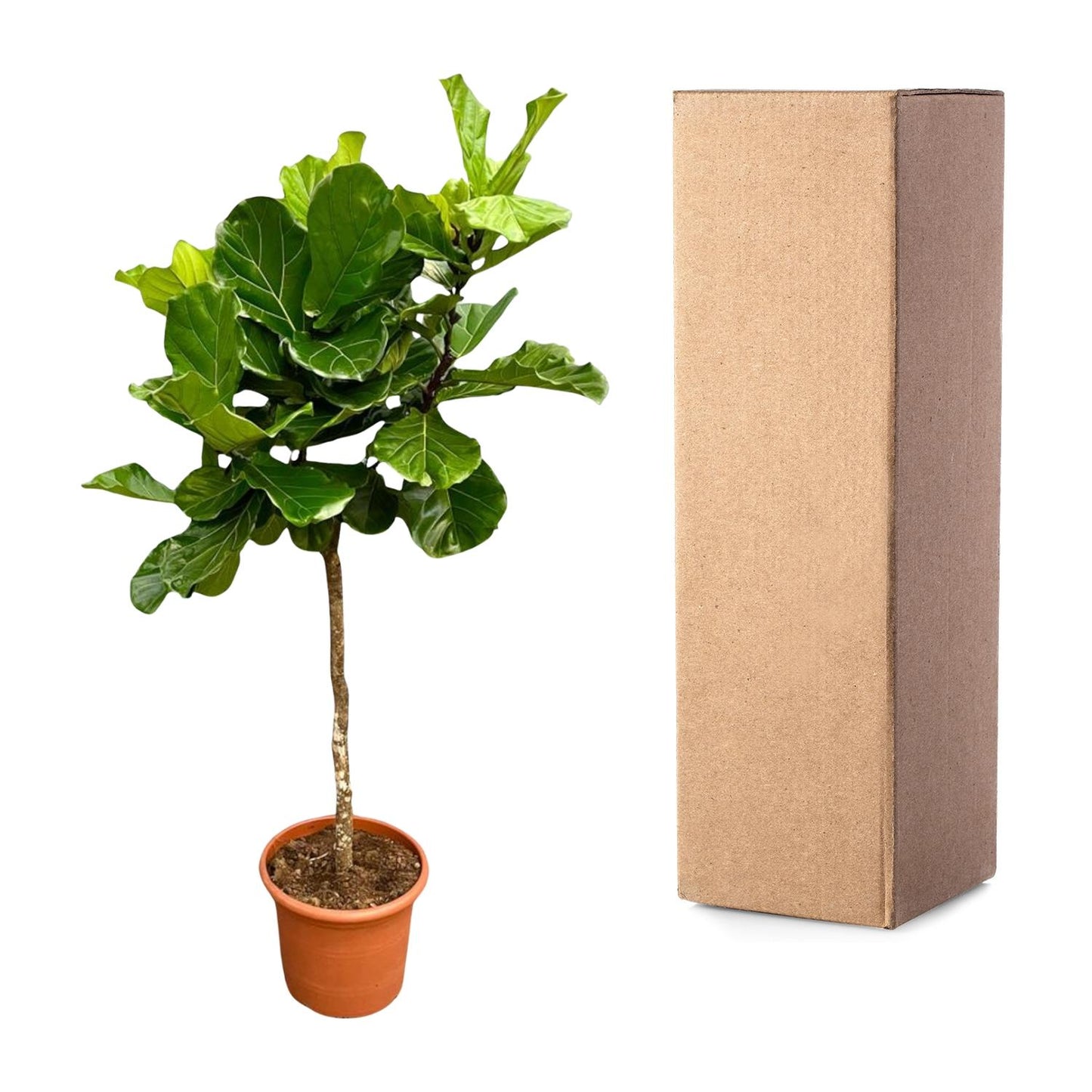 Ficus Lyrata boom | XXL | Mega Plant