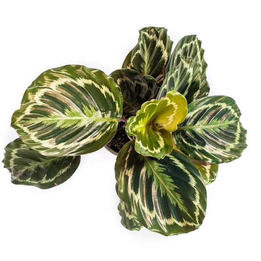 De Calathea is een prachtige plant met een unieke uitstraling en wordt ook wel de pauwenplant genoemd.