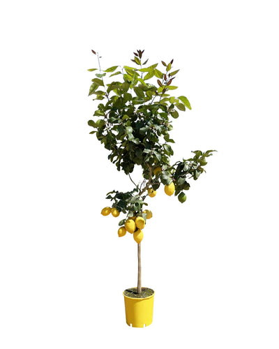 Citroenboom | Citrusboom | Gele vruchten