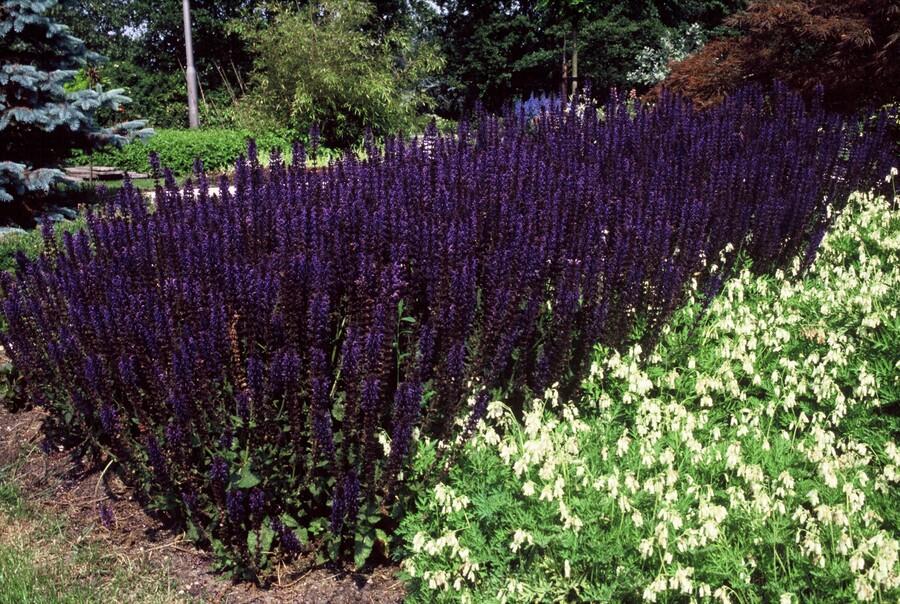 60x Salvia nem. 'Mainacht' - ↕10-25cm - Ø9cm