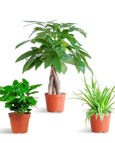 Diervriendelijke Plantenbox – mix van drie niet-giftige kamerplanten: Pachira Aquatica, Chlorophytum Comosum en Coffea Arabica, potmaat Ø12cm, veilig voor huisdieren en kinderen