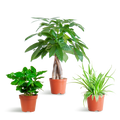 Diervriendelijke Plantenbox – mix van drie niet-giftige kamerplanten: Pachira Aquatica, Chlorophytum Comosum en Coffea Arabica, potmaat Ø12cm, veilig voor huisdieren en kinderen