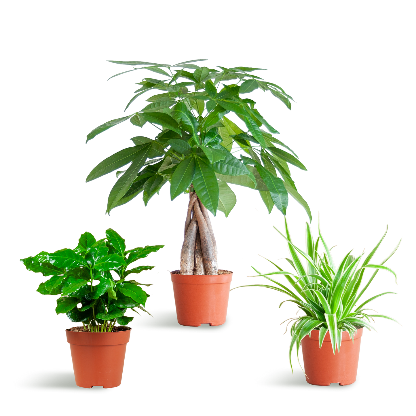 Diervriendelijke Plantenbox – mix van drie niet-giftige kamerplanten: Pachira Aquatica, Chlorophytum Comosum en Coffea Arabica, potmaat Ø12cm, veilig voor huisdieren en kinderen
