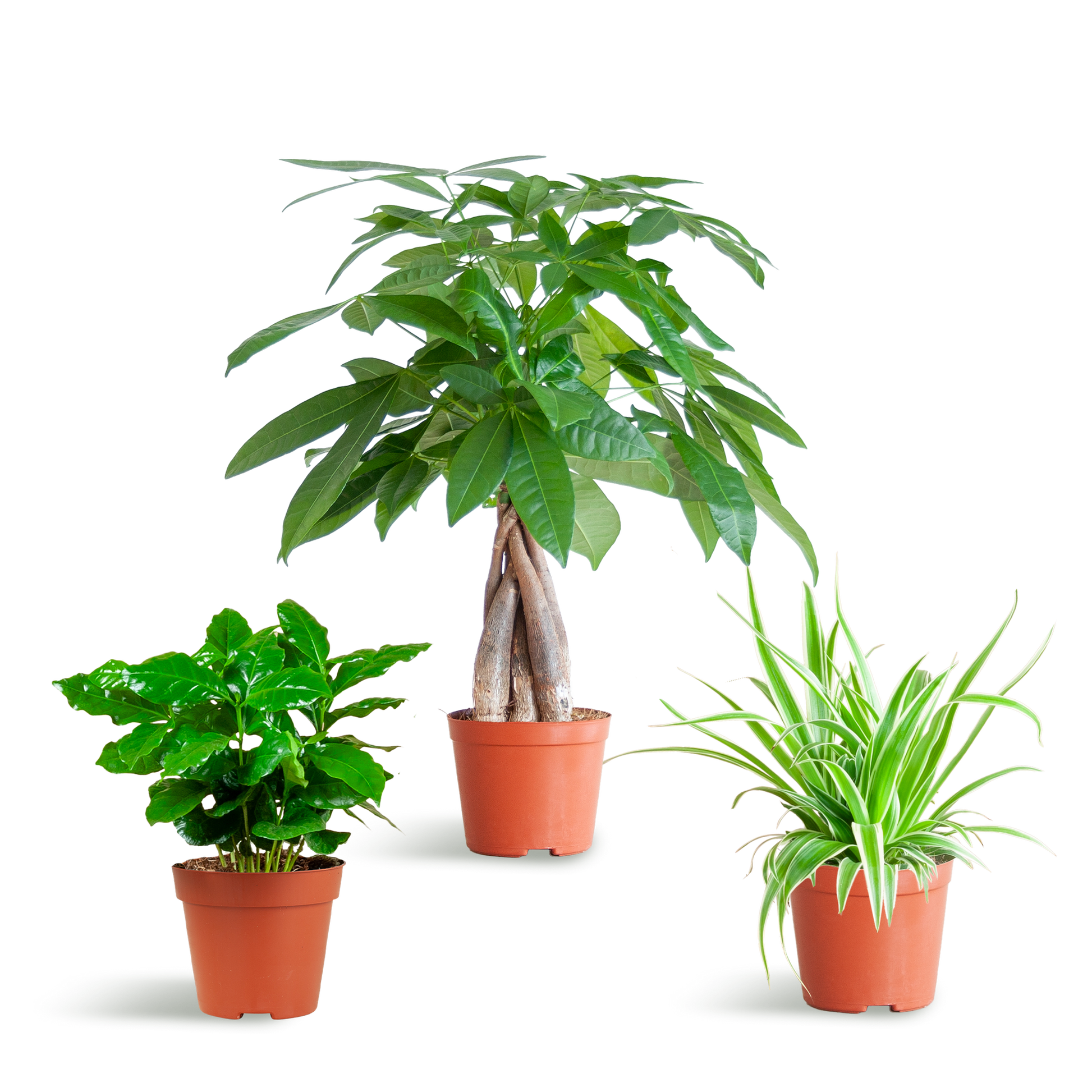 Diervriendelijke Plantenbox – mix van drie niet-giftige kamerplanten: Pachira Aquatica, Chlorophytum Comosum en Coffea Arabica, potmaat Ø12cm, veilig voor huisdieren en kinderen