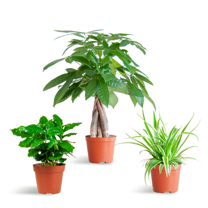 Diervriendelijke Plantenbox – mix van drie niet-giftige kamerplanten: Pachira Aquatica, Chlorophytum Comosum en Coffea Arabica, potmaat Ø12cm, veilig voor huisdieren en kinderen