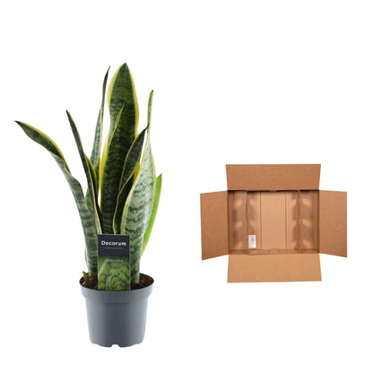 Sansevieria binnenplant kopen – Lage waterbehoefte en modern design - Vrouwentong bij Planttoday