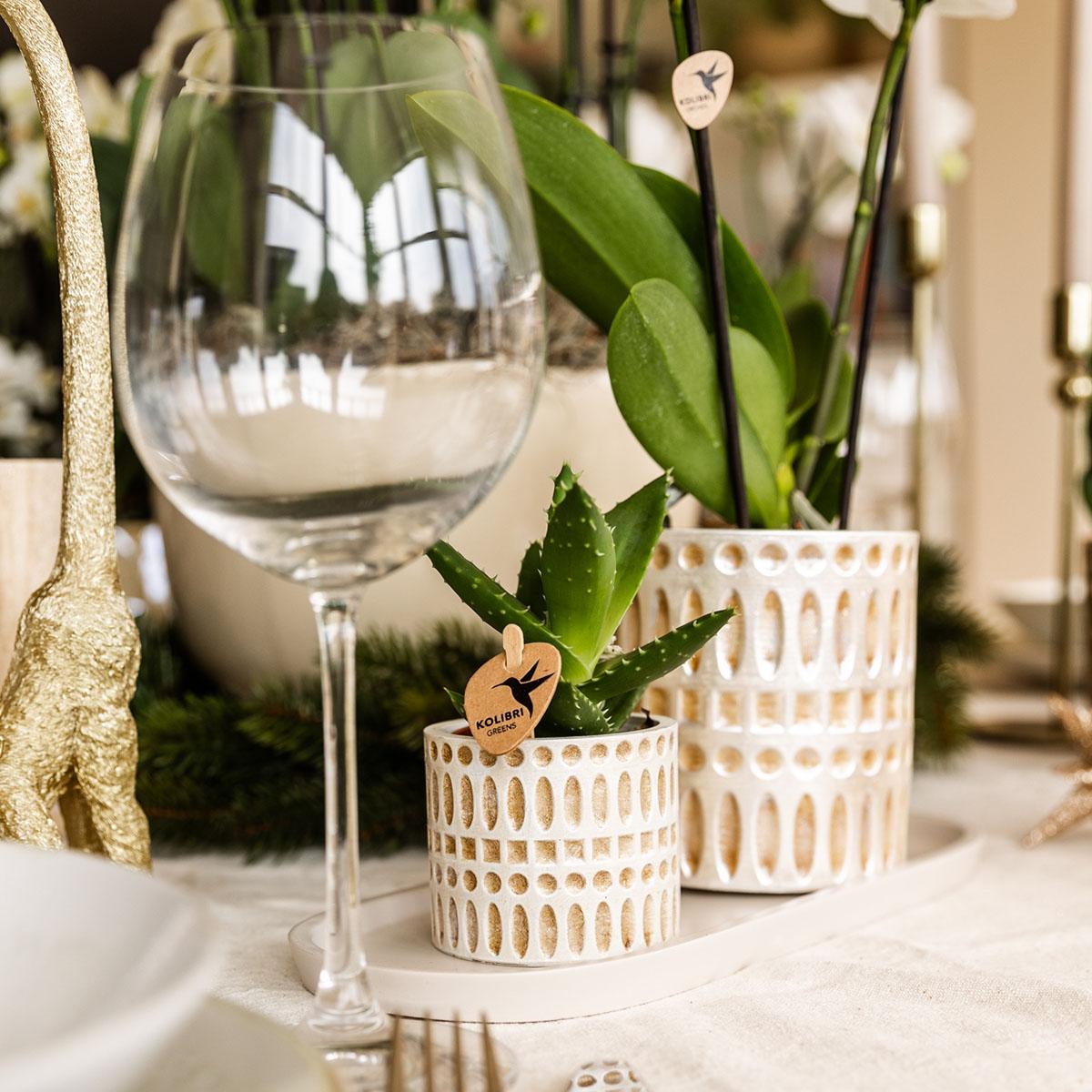 Plantenset Le Chic small | Witte Phalaenopsis Orchidee Amabilis  en Succulent incl. keramieken sierpotten op crème organisch dienblad