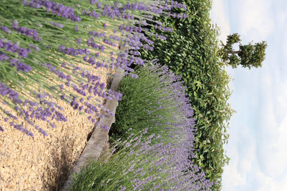 Pack Lavendel angustifolia - Ø7 cm - ↕15 cm