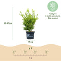 4 x Buxus Haag | Babylon Beauty | Resistant tegen de Buxus schimmel