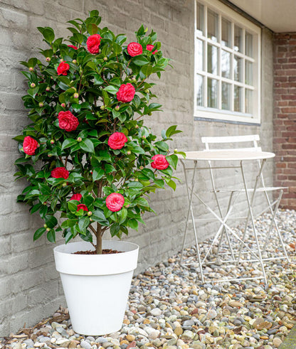 Camellia jap. 'Black Lace' | Patio plant | Winter flowering