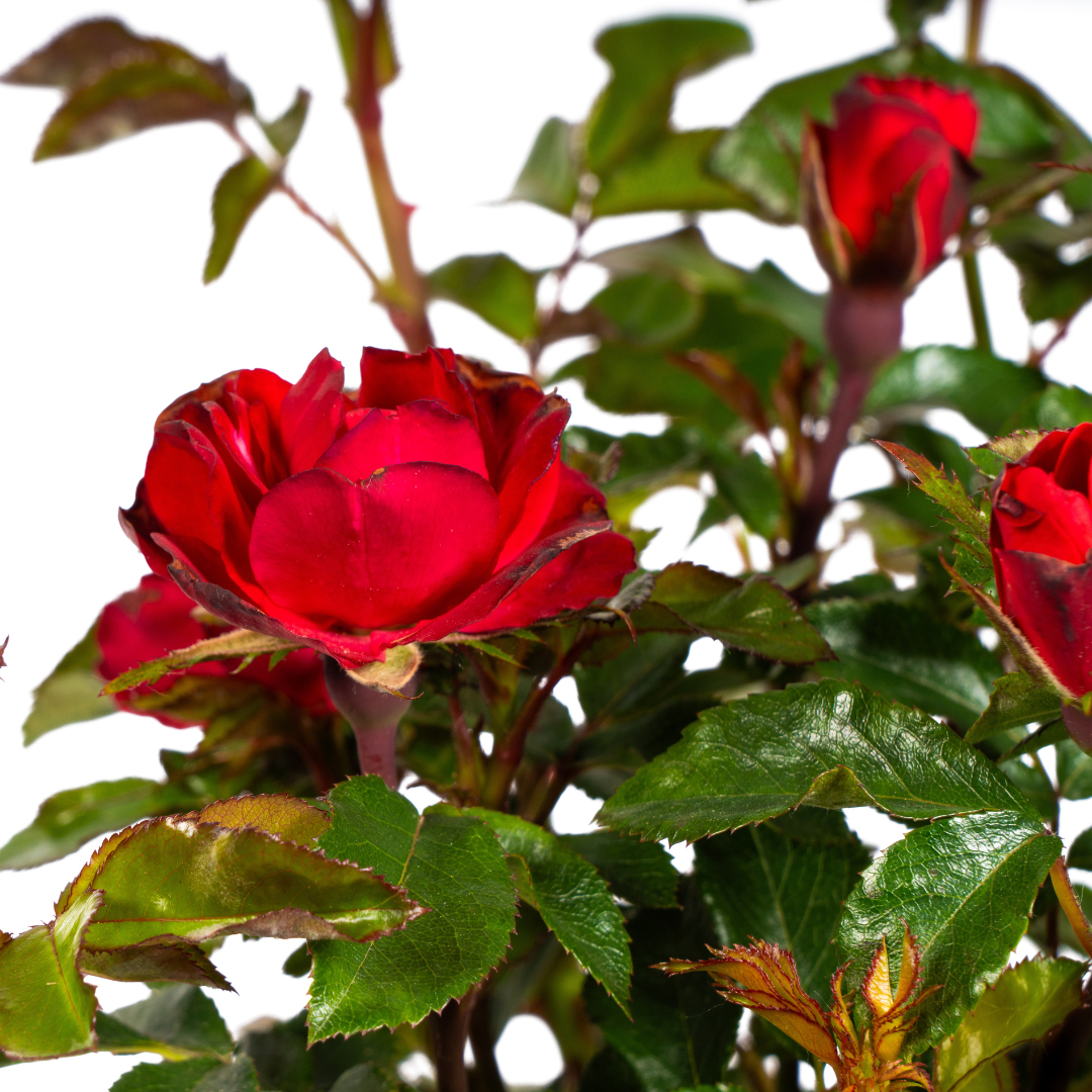Rosa Zepeti rode roos met fluwelige bloemen in bloempot, ideaal voor borders en terras