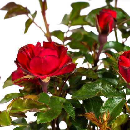 Rosa Zepeti rode roos met fluwelige bloemen in bloempot, ideaal voor borders en terras