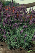 Lavandula ang. 'Munstead