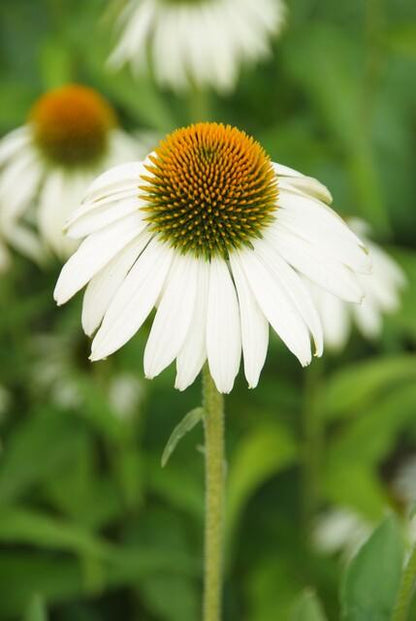 Echinacea purpurea 'White Swan' witte zonnehoed bloeiend in de tuin – Ø9 cm, 10–25 cm hoog