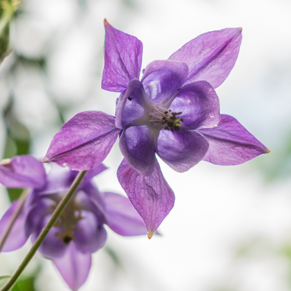Sierlijke vaste plant met kleurrijke bloemen voor borders
