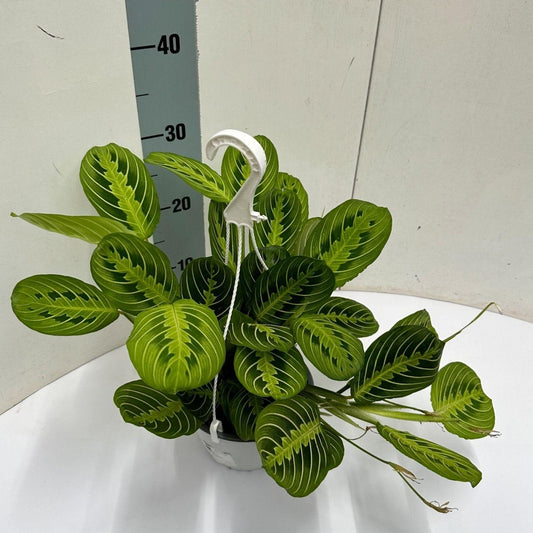 Maranta Leuconeura Fascinator Lemon Lime hangplant in hangpot Ø15 cm, 40 cm lang