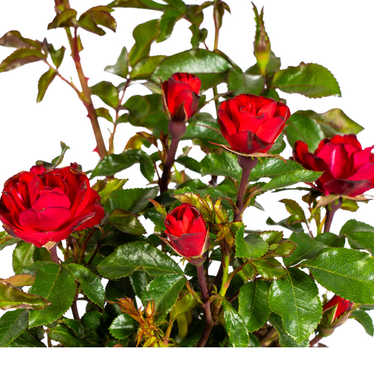 Rosa Zepeti rode roos met fluwelige bloemen in bloempot, ideaal voor borders en terras