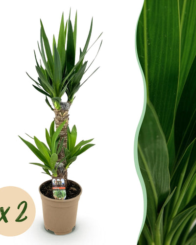 2 x Yucca elephantipes | Weinig onderhoud | Kamerplant