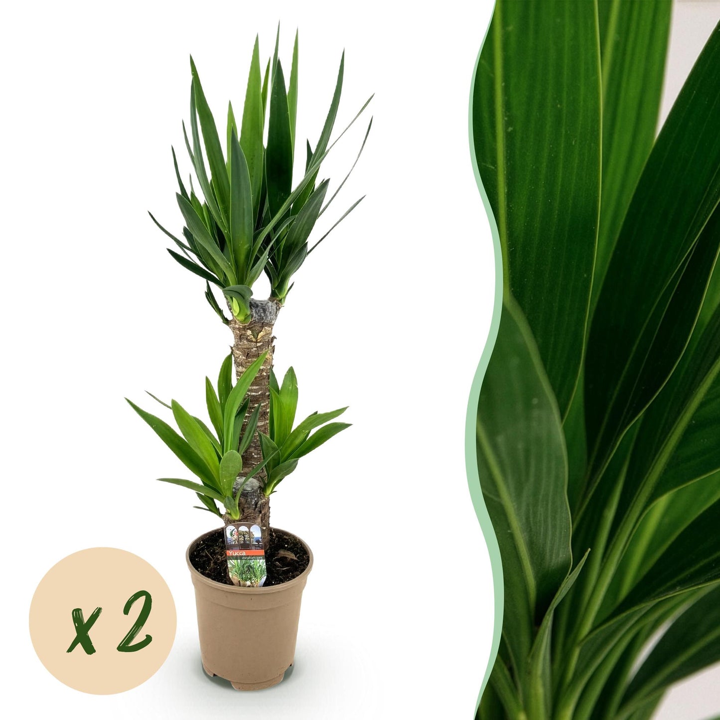 2 x Yucca elephantipes | Weinig onderhoud | Kamerplant