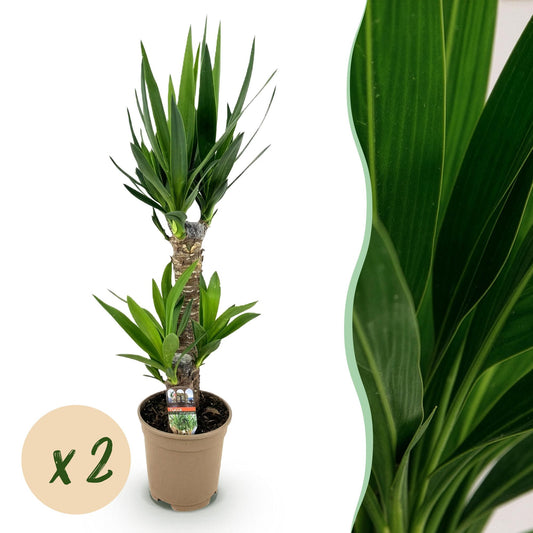 2 x Yucca elephantipes | Weinig onderhoud | Kamerplant